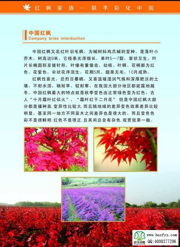 河南印刷廠：紅楓家族 宣傳畫(huà)冊(cè)