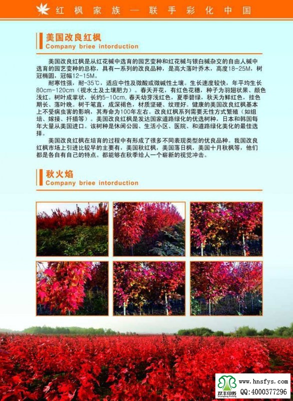 河南印刷廠：紅楓家族 宣傳畫(huà)冊(cè)